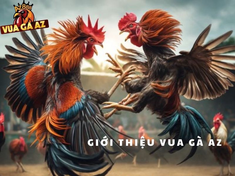 Giới thiệu về Vua Gà AZ
